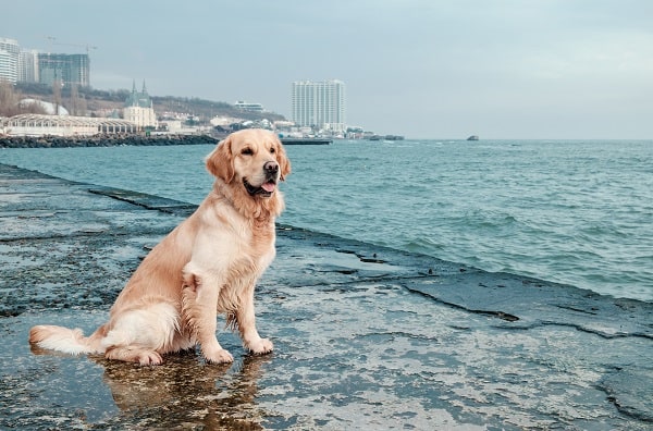 8 Different Types of Golden Retrievers (With Pictures) | DogExpress