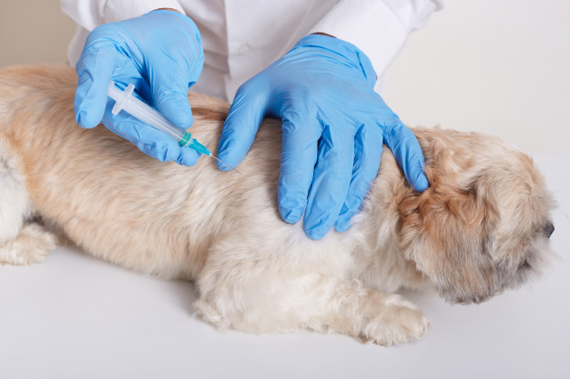 Expert Advice from Vets on How to Remove Ticks from Dogs | DogExpress