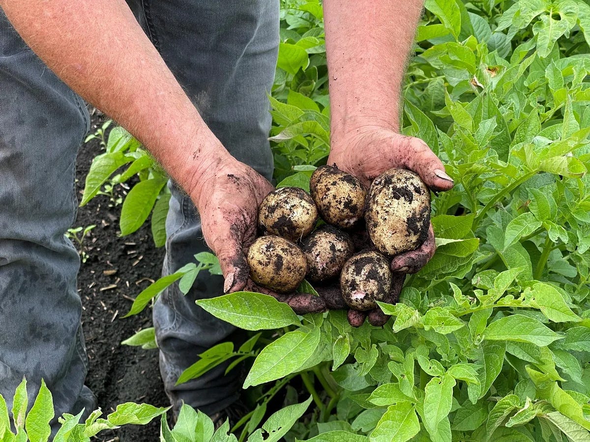 Why Quality Matters: Choosing the Top Potato Producers for Your Needs | by Gwillimdale Farms | Oct, 2025 | Medium