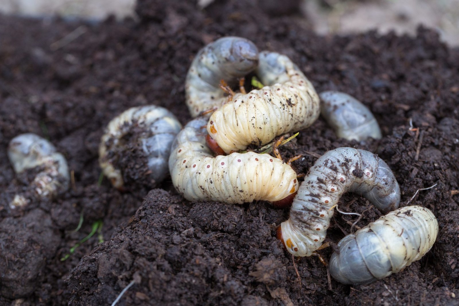 Grub Control in Saginaw MI | Protect Your Lawn Today
